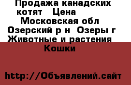 Продажа канадских котят › Цена ­ 8 000 - Московская обл., Озерский р-н, Озеры г. Животные и растения » Кошки   